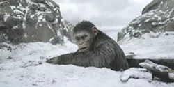 THE FINAL BATTLE In War for the Planet of the Apes, one fight will determine the future of humans, apes, and the planet. - PHOTO COURTESY OF 20TH CENTURY FOX