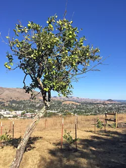 LEMON GROVE LOOP The Lemon Grove Loop on Cerro San Luis Mountain wouldn't be complete without real live citrus trees like this one. - PHOTO BY PETER JOHNSON
