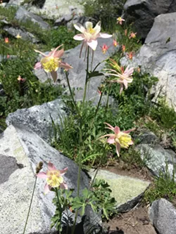 DARLING As the Mosquito Flats trail through Little Lakes Valley heads farther into the wilderness, columbines pop up around the mountain lakes. - PHOTO BY CAMILLIA LANHAM