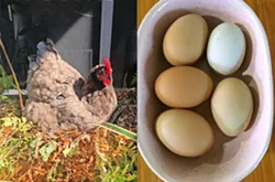 WAITING GAME Flavor writer Hayley Thomas Cain waits for her hen Beyonce to lay her morning breakfast (today she has made a rogue nest in Cain's windowsill). A warm, just-laid egg is always preferred. - PHOTOS BY HAYLEY THOMAS CAIN
