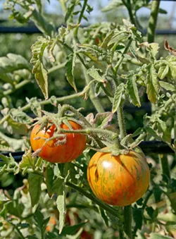 LIFE IS JUICY More than 40 varieties of heirloom tomatoes will be ripe and ready for the eating at Windrose Farm's annual Heirloom Tomato Festival. - PHOTO BY HAYLEY THOMAS CAIN