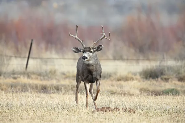 DATA POINTS The California Department of Fish and Wildlife estimates that since 1999 the deer population has dropped by more than 300,000, according to its annual estimates. - PHOTO COURTESY OF CALIFORNIA DEPARTMENT OF FISH AND WILDLIFE