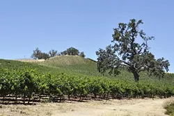 GREEN ACRES The size and classification of SLO County's farmland is constantly changing, as urban development continues to rise. - FILE PHOTO