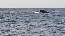 WHALE TAIL A humpback whale's tail pops out of the water for a second before disappearing again. - PHOTO BY CAMILLIA LANHAM
