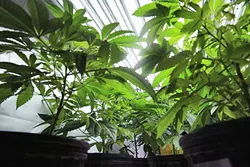 LICENSING PROBLEMS Cannabis industry advocates say SLO County's marijuana regulations will make it impossible for businesses to operate within state regulations come Jan. 1, 2018. - FILE PHOTO