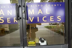 NEGOTIATE Paso and Atascadero are back in discussions with SLO County about partnering to build a new animal shelter, just one month after the two cities withdrew from a previous agreement on the shelter. - FILE PHOTO