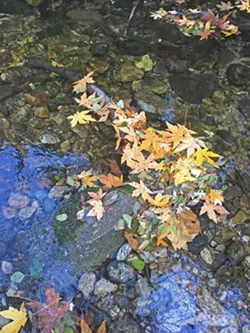 FALL IN WINTER You can gaze at colorful leaves along the Nacimiento River in December. - PHOTO BY CAMILLIA LANHAM
