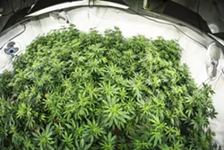 WEED BY THE SEA Two Grover beach medical marijuana dispensaries are closer to opening their doors after the California Coastal Commission approved amendments to Grover Beach's commercial cannabis regulations. - FILE PHOTO BY DYLAN HONEA BAUMAN