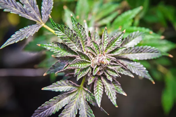 TRIMMING TAXES The Grover Beach City Council is moving toward cutting taxes for cannabis businesses in the city and capping the maximum amount they have to pay. - FILE PHOTO BY JAYSON MELLOM