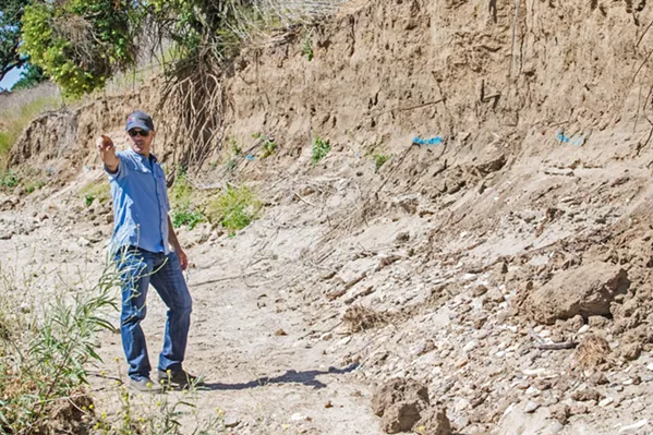 ERODING Chris Alakel, water resources manager for the city of Paso Robles, stands in the Salinas River, where rapid erosion of the bank is threatening to damage or destroy a wellfield that pumps about half of the city's water. - PHOTO BY JAYSON MELLOM