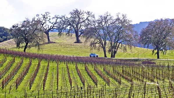 WINE RULES ALL Vineyards in SLO County, like this one in Adelaida, produced wine grapes with a record-high combined value of $268 million in 2017. Yet, the agricultural industry as a whole tapered slightly last year, as farmers struggled to find field labor. - FILE PHOTO BY JAYSON MELLOM