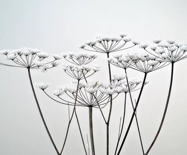 NATURAL Whimsical photos like Ice Bloom by artist Nily Harel could almost pass for paintings with their surreal aesthetic. - PHOTO COURTESY OF NILY HAREL