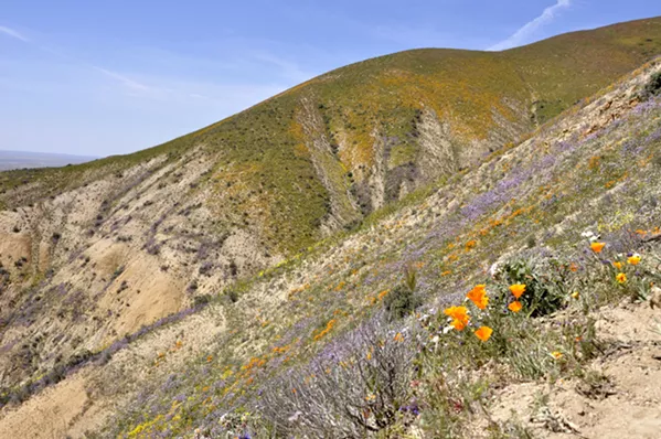 DRILL? In March, the U.S. Department of Interior approved an application to activate oil wells on the Carrizo Plain National Monument (pictured) that had been previously set for restoration. The agency is also studying swaths of public lands on the Central Coast for fracking, sparking concern from locals. - FILE PHOTO BY CAMILLIA LANHAM