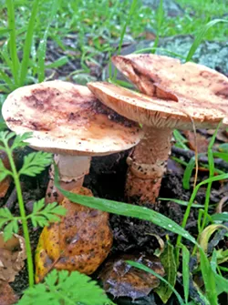 PHOTOS COURTESY OF SLO BOTANICAL GARDEN