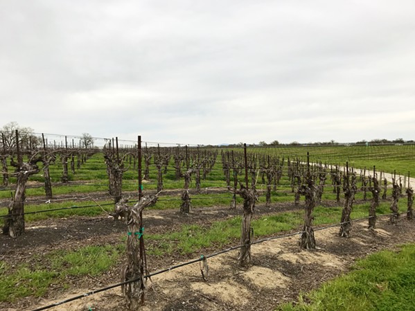 SUSTAINABLE DEBATE North County's two water districts, which represent many of Paso Robles' biggest winery owners, took issue with a draft Paso groundwater basin sustainability plan on March 20. - PHOTO BY PETER JOHNSON