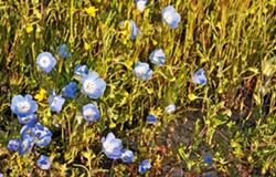 PRETTY PEEPERS Baby blue eyes intermingle with hillside daisies in droves in the meadows along Shell Creek Road. - PHOTOS BY CAMILLIA LANHAM