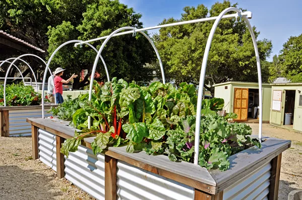 GARDEN DEMO The Garden of the Seven Sisters is the UC Cooperative Extension's demonstration garden in San Luis Obispo. Each plot is dedicated to a different planting demonstration. This kitchen garden plot is dedicated to edible goodness for your meal-planning pleasure. - PHOTOS BY CAMILLIA LANHAM