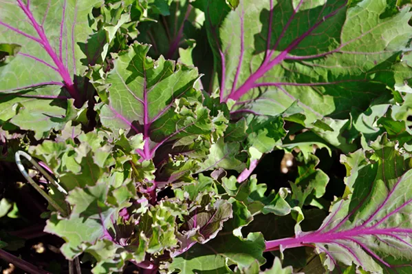 WINTER VEG Kale is leafed out and almost ready to be harvested in the UC Cooperative Extension's demonstration garden in San Luis Obispo. - PHOTOS BY CAMILLIA LANHAM