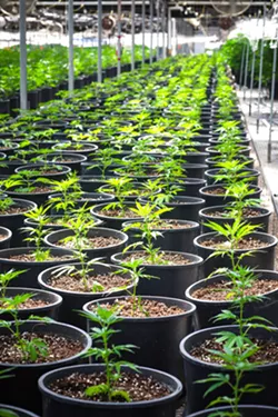 DENIED The former site of Clearwater Nursery in Nipomo will no longer house a cannabis operation (pictured) after SLO County supervisors denied CFAM Management a permit on April 9. - FILE PHOTO BY JAYSON MELLOM