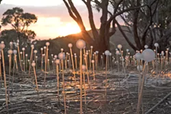 BY DAYLIGHT While one might argue the best time to view light artist Bruce Munro's work is at night, he thinks his installations take on an almost wildflower-like look during the daytime. Pictured here is Field of Light in Albany, Australia. - PHOTOS COURTESY OF BRUCE MUNRO