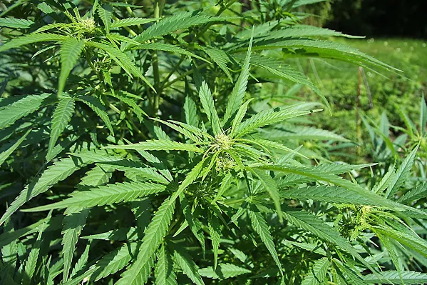 ON HOLD SLO County supervisors passed a temporary moratorium on industrial hemp on June 18. - PHOTO COURTESY OF PETR BROZ