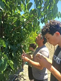 HERE WE GO 'ROUND Ever tasted a mulberry? At the edge of Talley's u-pick patch, visitors may try such a berry. Just be sure to find the darkest ones. - PHOTO BY BETH GIUFFRE
