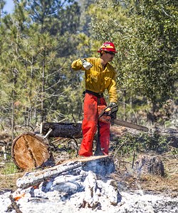 REMOVING THE SOURCE: As the number and severity of wildfires increases, officials are looking at fuel reduction measures, such as tree removal, to protect communities. - FILE PHOTO BY SPENCER COLE