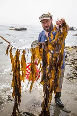 FEATHER BOA Spencer Marley examines what he believes is a type of feather boa, which belongs in the brown algae family. He said, historically, the boa has been used as a good source of fertilizer. - PHOTO BY CAMILLIA LANHAM