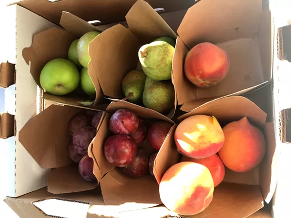 PARTY FAVORS At the end of the recent Food History Project lecture on apples, attendees got to take home some fresh-picked fruit. Pro tip: To make apples last the longest, place a damp towel on the bottom of your refrigerator crisper, place your apples down, and cover them in one more damp towel. - PHOTOS BY BETH GIUFFRE