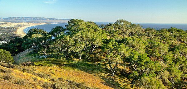 GRAND OPENING After five years of work, the Pismo Preserve opens to the public on Jan. 25. It offers 11 miles of multi-use trails with sweeping views of the Pacific Ocean coastline. - PHOTO COURTESY OF THE LAND CONSERVANCY OF SLO COUNTY