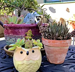 GROWING SENTIMENT Succulents are low-cost, low-maintenance plants that double as decor and a wonderful favor to send guests home with. These are a few I have brought home from weddings. - PHOTOS BY ANNA STARKEY