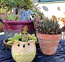 GROWING SENTIMENT Succulents are low-cost, low-maintenance plants that double as decor and a wonderful favor to send guests home with. These are a few I have brought home from weddings. - PHOTOS BY ANNA STARKEY