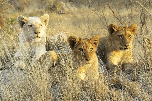 A RARE COMPARISON In Richard Strahl's White Lion with Siblings, the unusual coloring of the white lion pops in comparison to its normally colored siblings. - PHOTO COURTESY OF RICHARD STRAHL