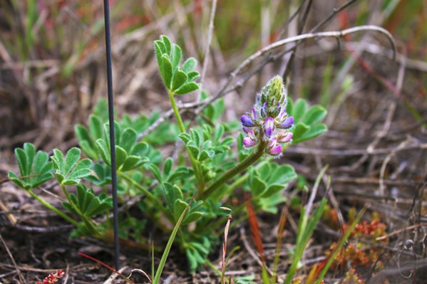 SMALL HABITAT The endangered Nipomo Mesa lupine is only located in a 2-square-mile range in San Luis Obispo County, according to Ashley McConnell of the U.S. Fish and Wildlife Service. - PHOTO COURTESY OF U.S. FISH AND WILDLIFE SERVICE