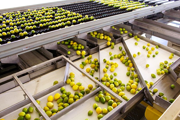AUTOMATED Bee Sweet Citrus unveiled on June 12 its new SLO County-based citrus wash line and processing facility, which can wash and organize 70 bins carrying 800 pounds of fruit each in an hour. - PHOTO BY KASEY BUBNASH
