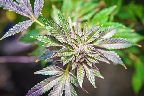 TIGHTENING UP A series of proposed cannabis ordinance changes would add restrictions on the SLO County industry. - FILE PHOTO BY JAYSON MELLOM