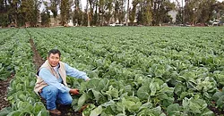 MARTINON'S GREENS SLO Veg farmer Javier Martinon of Martinon Farms is one of more than 40 farms that partner with SLO Veg. - PHOTOS COURTESY OF SLO VEG