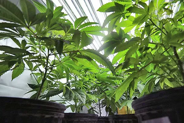 TOO CLOSE? A proposed cannabis grow's proximity to a school in Edna Valley is drawing opposition from neighbors. - FILE PHOTO