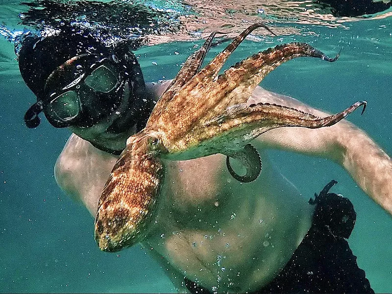 THROUGH HER EYES Craig Foster developed an unusual relationship with an octopus, who helps him see the world in a new light, in this Netflix documentary My Octopus Teacher. - PHOTO COURTESY OF OFF THE FENCE