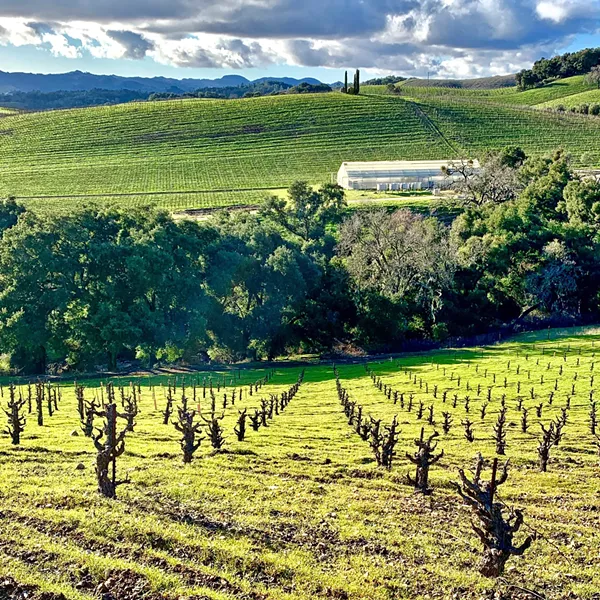 DRY FARM Tablas Creek Vineyard Proprietor Jason Hass said because dry farmed grapes are forced to pull what they need out of the soil, the roots grow deeper, making them more resilient and a better reflection of the terroir. - PHOTOS COURTESY OF TABLAS CREEK VINEYARD