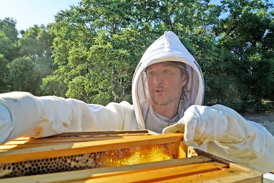 POLLINATORS Beneficial insects, such as the bees Tablas Creek Viticulturist Jordan Lonberg tends, thrive on grapes and the cover crops that grow between vineyard rows. Biodiversity is built into the vineyard's management and is one of the keys to regenerative farming. - PHOTOS COURTESY OF TABLAS CREEK VINEYARD