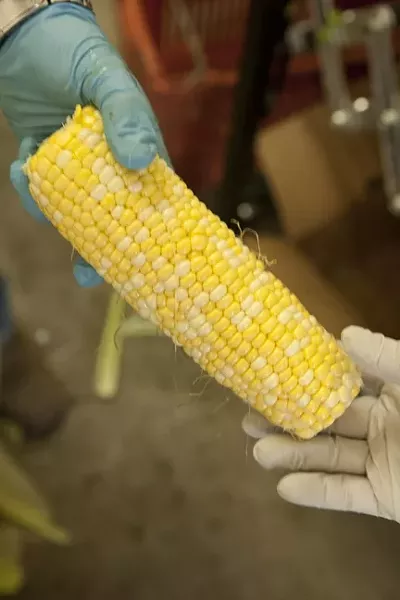 GMO FREE : Seasonal produce for the summer CSA boxes includes fresh organic, non GMO corn. - PHOTO BY STEVE E. MILLER