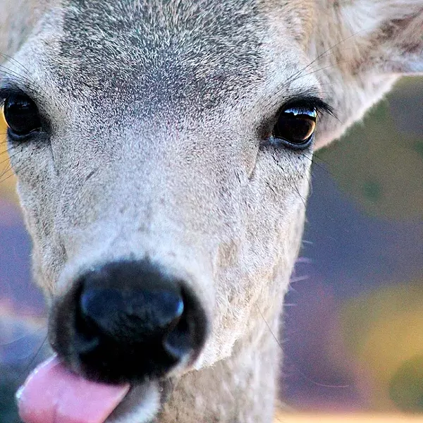 READY FOR HIS CLOSEUP: Photographer Coral Kessler followed this year-old deer for about six months before snapping the perfect goofball close-up. - PHOTO BY CORAL KESSLER