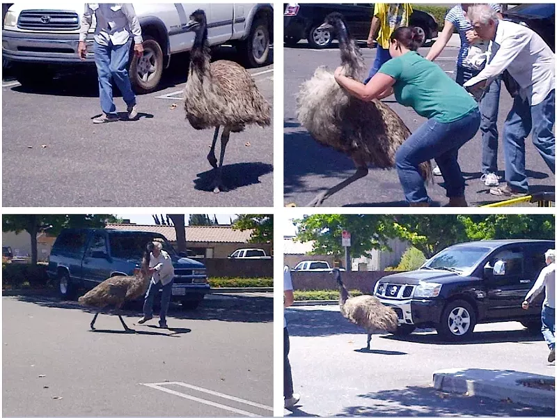 Emu0.jpg