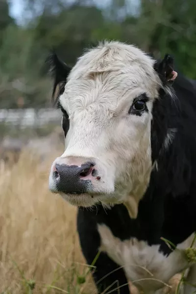 BLACK AND BLUE: Panda the steer roams free in a field at the Animal Place Sanctuary in Northern California. Garrett Kaplan won’t be so free for the next year, after receiving a jail sentence for dousing Panda in kerosene and lighting him on fire, causing damage to several parts of his body, including his ears. - PHOTO COURTESY OF ANIMAL PLACE SANCTUARY