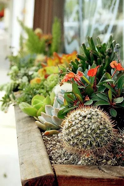 GREEN VIBES: Whether sprouting from an upcycled file cabinet or potted in a traditional flower box, succulents and cacti can add a pop of water-conscious color to your patio, backyard, or living room. - PHOTO BY HAYLEY THOMAS