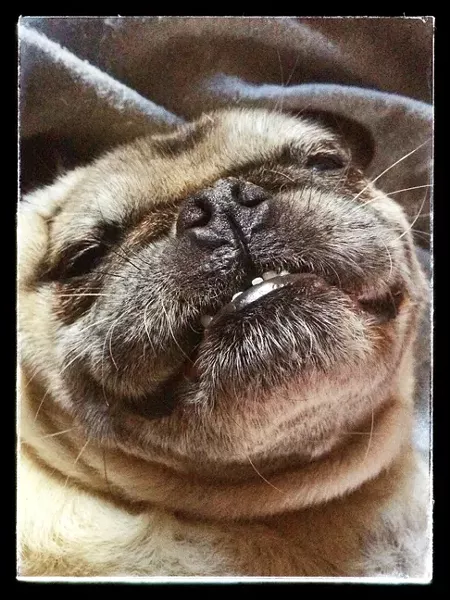 PUGDORABLE!: Glen and Anna Starkey’s noble canine Pugslie will be strutting his stuff … and peeing on stuff at Pugsgiving. - PHOTO BY GLEN STARKEY