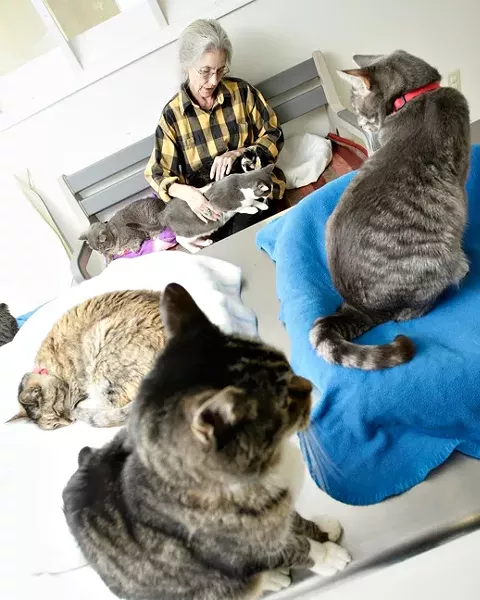 THE CATS MEOW : North County Humane Society volunteer Jean Cox, who for the past four years has visited Atascadero’s Parfitt Adoption Center two or three times a week to care for its cats, provides a lap and love to abandoned cats - PHOTO BY STEVE E. MILLER