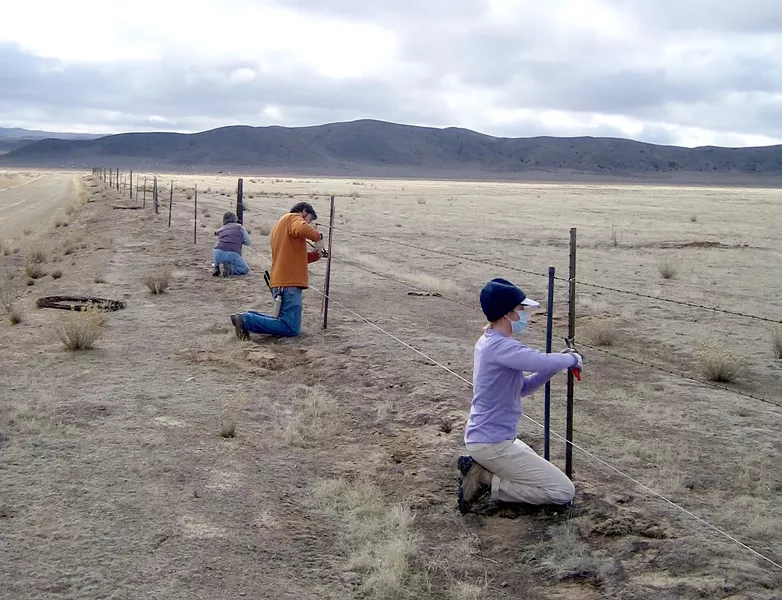 DON’T FENCE ME IN : Barbed-wire fences create obstacles for the fleet-footed pronghorn that can run but not jump, so volunteers have been busy removing or modifying fences on the Carrizo so pronghorn can pass under them more easily. - PHOTO COURTESY OF CRAIG DEUTSCHE