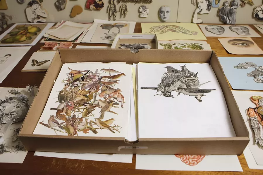 BIRDS OF A FEATHER : Kroll organizes her cutouts meticulously, grouping “birds with their mouths open” separately from “birds on twigs.”